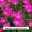 Kahori® Hardy Pinks Dianthus, 1-Gallon