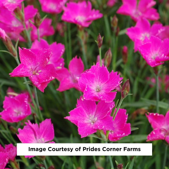 Kahori® Hardy Pinks Dianthus, 1-Gallon