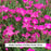 Kahori® Hardy Pinks Dianthus, 1-Gallon