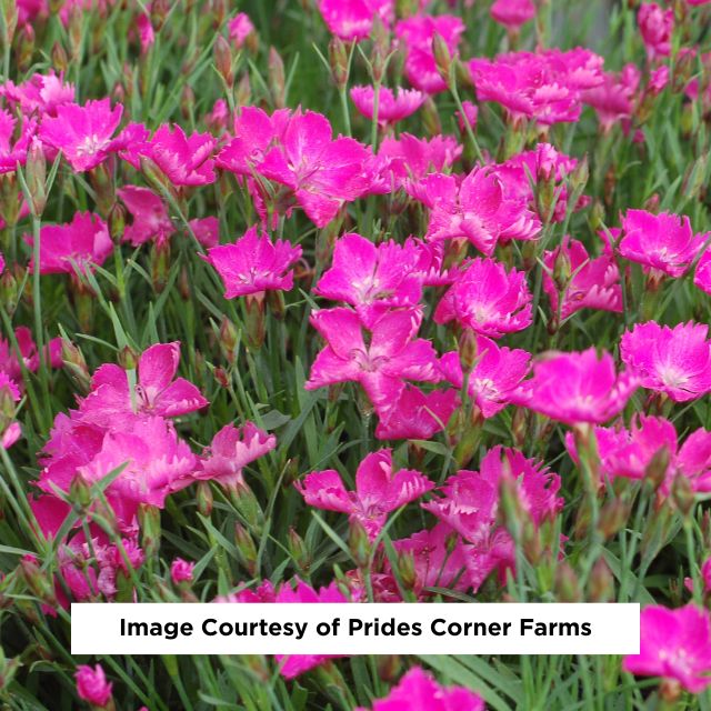 Kahori® Hardy Pinks Dianthus, 1-Gallon