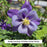Earlybird™ Purple Blue Columbine, 1-Gallon