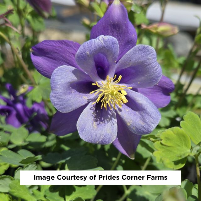 Earlybird™ Purple Blue Columbine, 1-Gallon