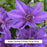 Edda™ Clematis, 8-Inch
