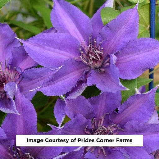 Edda™ Clematis, 8-Inch