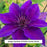 Edda™ Clematis, 8-Inch