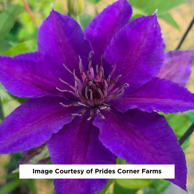 Edda™ Clematis, 8-Inch