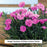 Everlast™ Orchid Dianthus, 1-Gallon