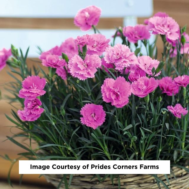 Everlast™ Orchid Dianthus, 1-Gallon