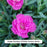 Everlast™ Orchid Dianthus, 1-Gallon