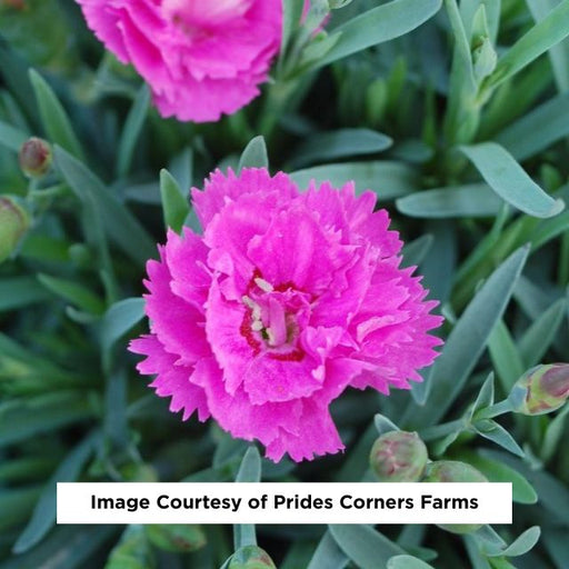 Everlast™ Orchid Dianthus, 1-Gallon