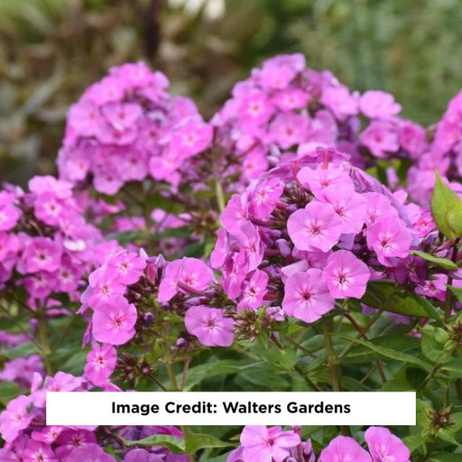 Luminary® Evening Glow Tall Garden Phlox, 1-Gallon