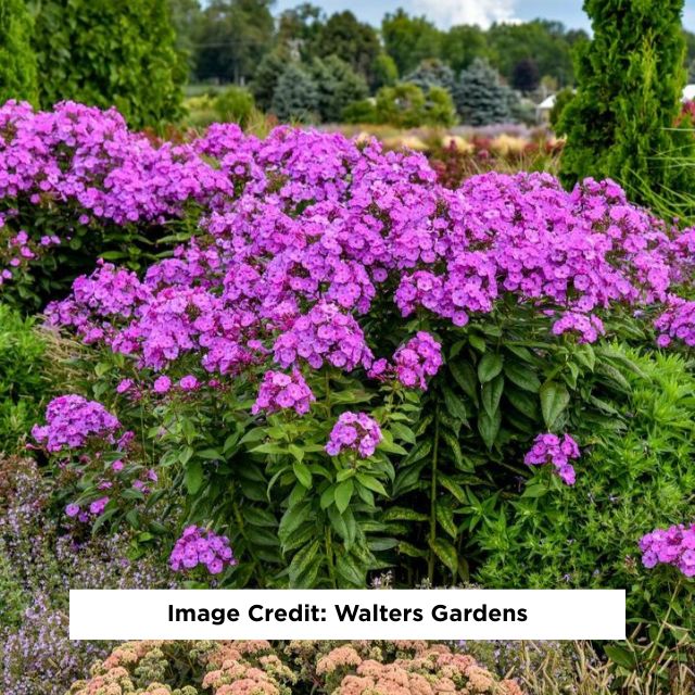 Luminary® Evening Glow Tall Garden Phlox, 1-Gallon