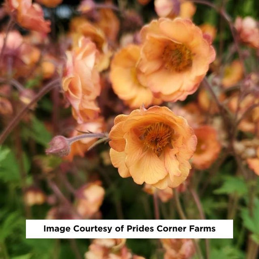 Tempo™ Orange Geum, 1-Gallon