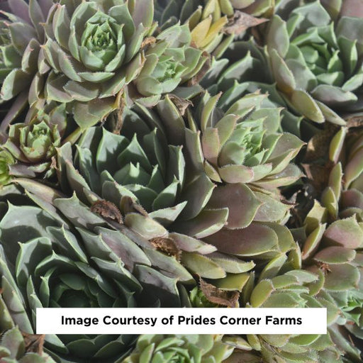 Pacific Blue Ice Hen & Chicks, 1-Gallon