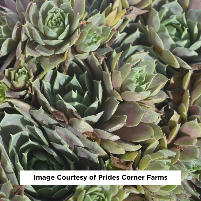 Pacific Blue Ice Hen & Chicks, 1-Gallon