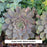Pacific Blue Ice Hen & Chicks, 1-Gallon