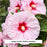 Summerific® All Eyes on Me Hibiscus, 3-Gallon