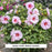 Summerific® All Eyes on Me Hibiscus, 3-Gallon