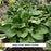 Royal Crest Hosta, 1-Gallon