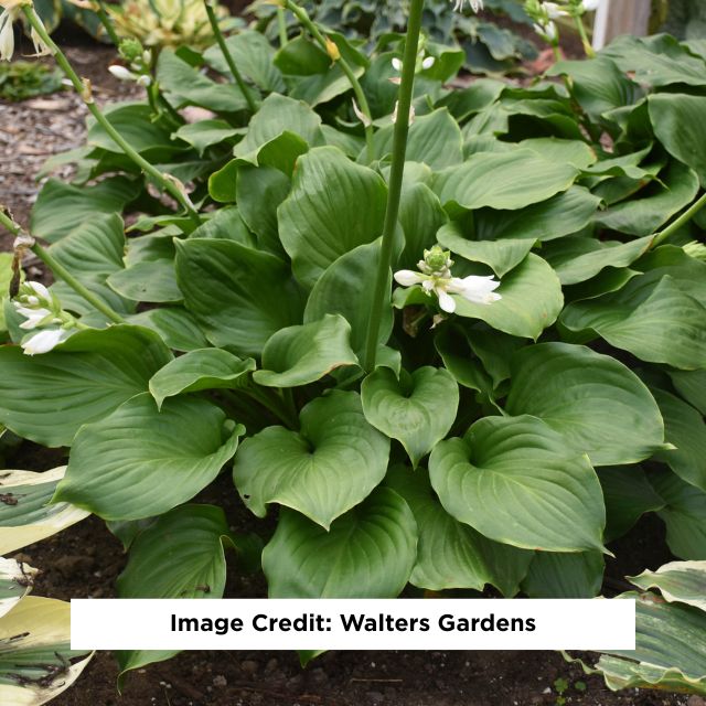 Royal Crest Hosta, 1-Gallon