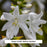 Royal Crest Hosta, 1-Gallon