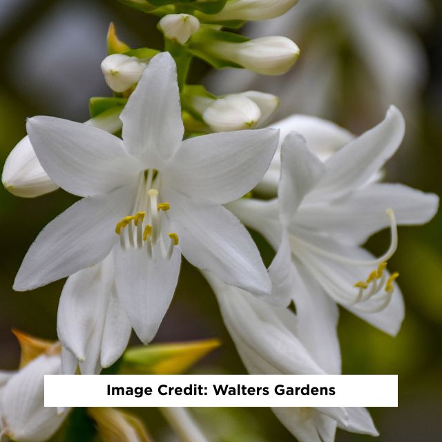 Royal Crest Hosta, 1-Gallon