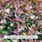 Royal Raspberry Hummingbird Mint, 1-Gallon