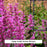 Royal Raspberry Hummingbird Mint, 1-Gallon