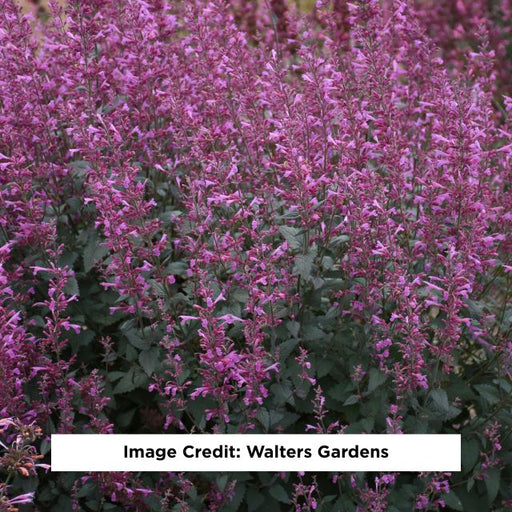 Royal Raspberry Hummingbird Mint, 1-Gallon