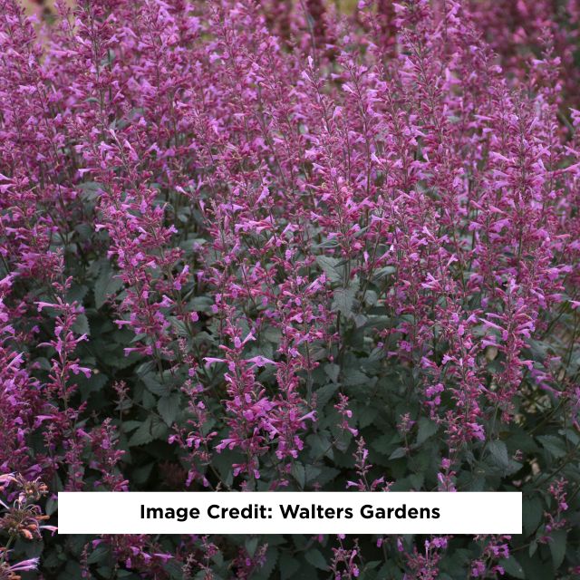 Royal Raspberry Hummingbird Mint, 1-Gallon