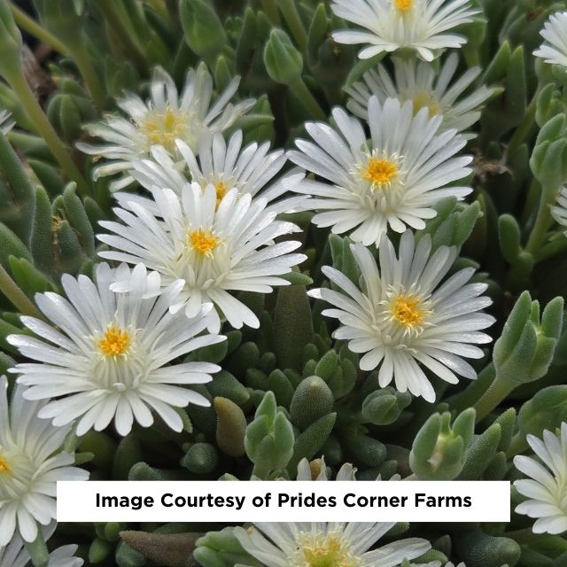 Jewel of the Desert® Moonstone Ice Plant, 1-Gallon