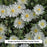 Jewel of the Desert® Moonstone Ice Plant, 1-Gallon