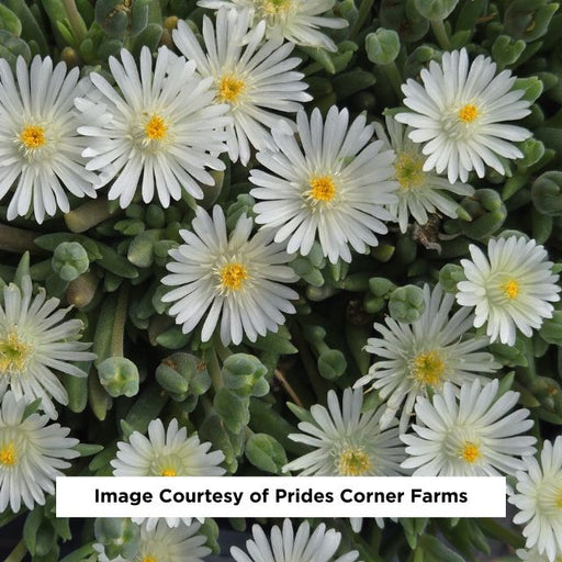 Jewel of the Desert® Moonstone Ice Plant, 1-Gallon