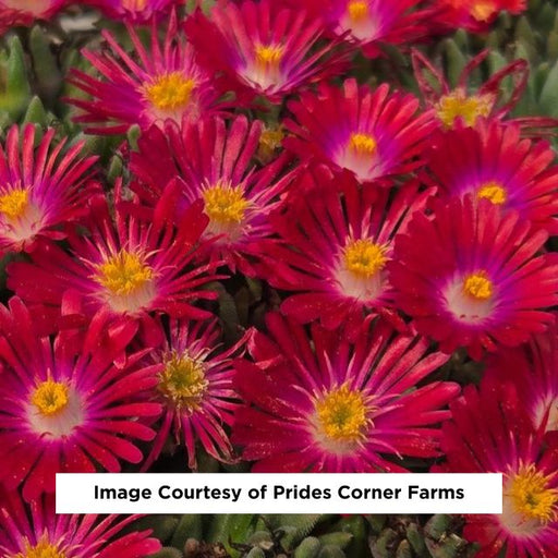 Jewel of the Desert® Garnet Ice Plant, 1-Gallon