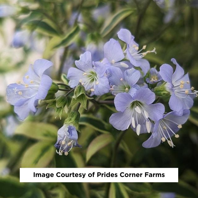 Heaven Scent Jacob's Ladder, 1-Gallon