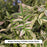 Heaven Scent Jacob's Ladder, 1-Gallon