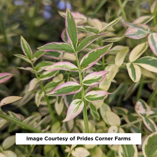 Heaven Scent Jacob's Ladder, 1-Gallon