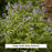 Heaven Scent Jacob's Ladder, 1-Gallon