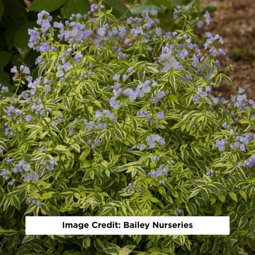 Heaven Scent Jacob's Ladder, 1-Gallon