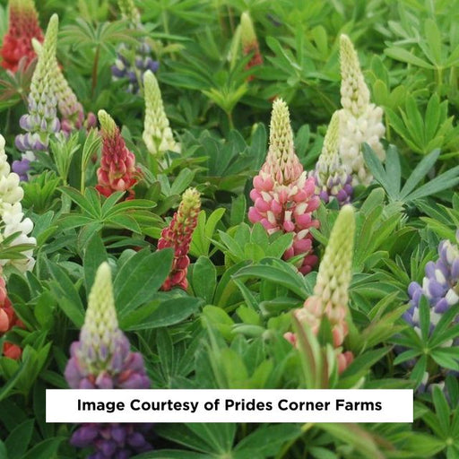 Russell Hybrids Lupine, 1-Gallon