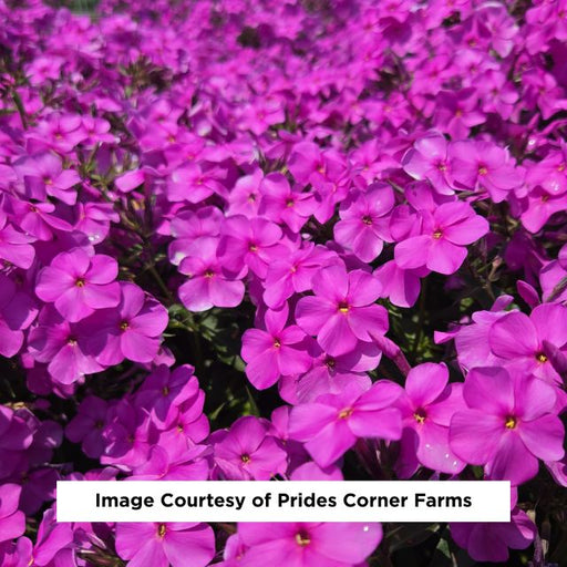 Cloudburst Tall Cushion Phlox Garden Phlox, 1-Gallon