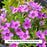 Eye Shadow Moss Phlox, 1-Gallon