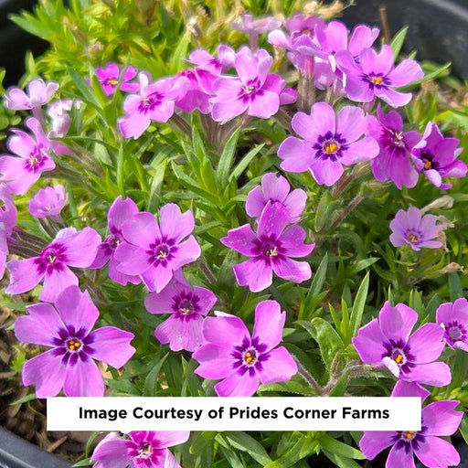 Eye Shadow Moss Phlox, 1-Gallon