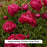 Karl Rosenfield Double Peony, 3-Gallon