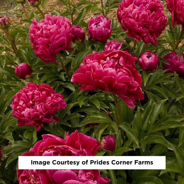 Karl Rosenfield Double Peony, 3-Gallon