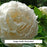Shirley Temple Peony, 3-Gallon