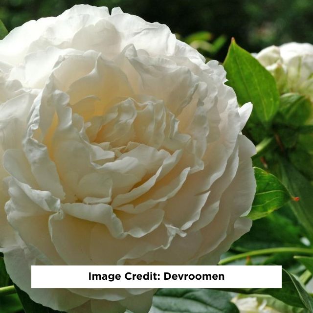 Shirley Temple Peony, 3-Gallon