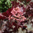 Plum Pudding Coral Bells, 1-Gallon