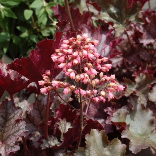 Plum Pudding Coral Bells, 1-Gallon