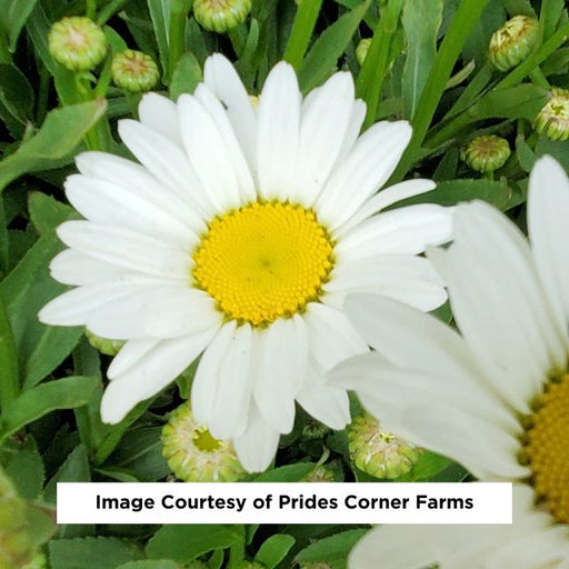 Becky Shasta Daisy, 1-Gallon